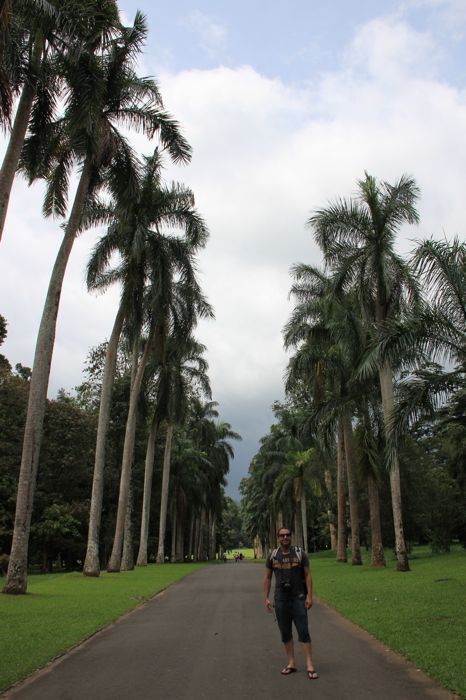 jardin botanico de kandy jardin botanico de kandy