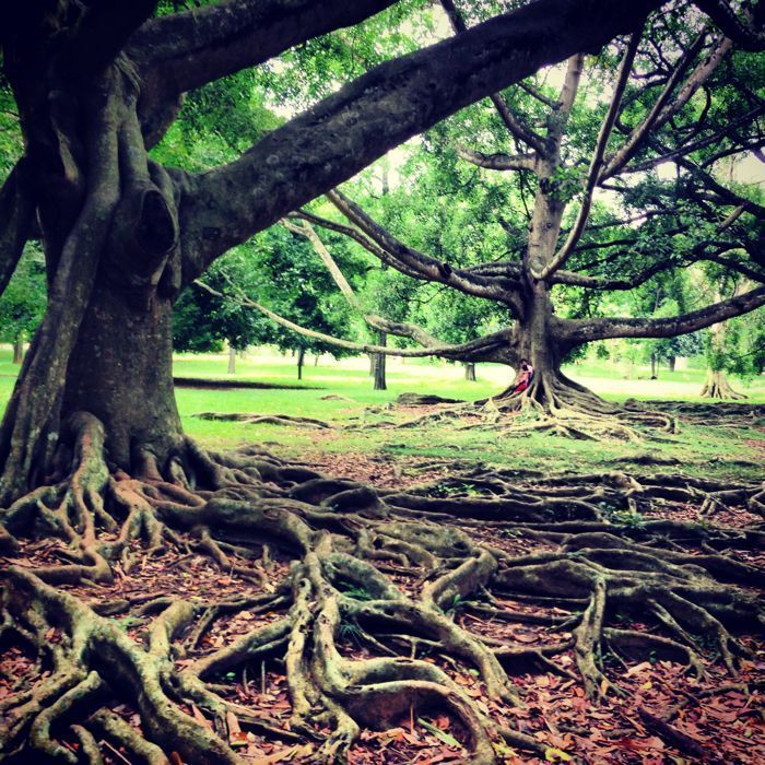 jardin botanico de kandy jardin botanico de kandy