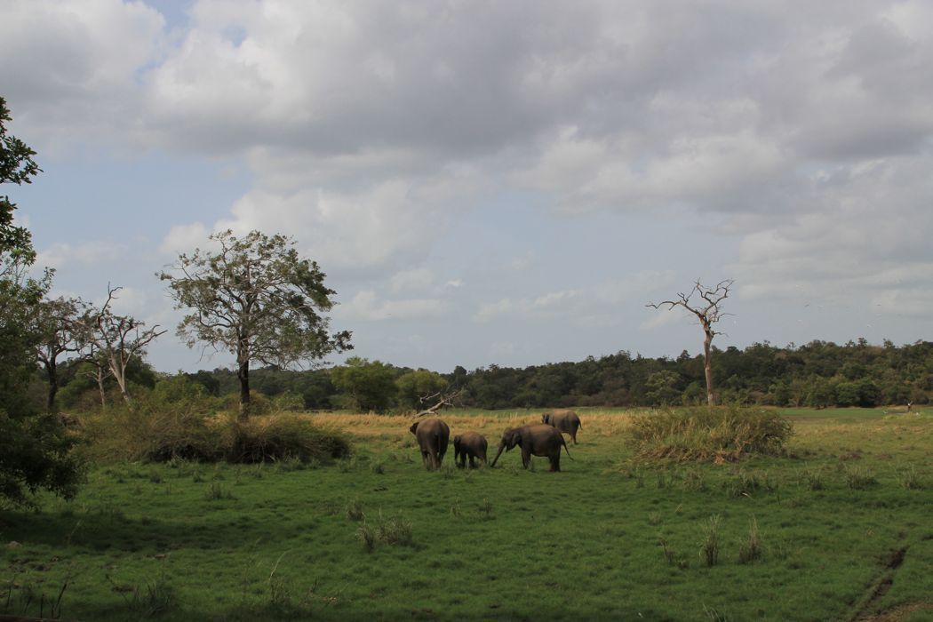 safari en minneriya safari en minneriya