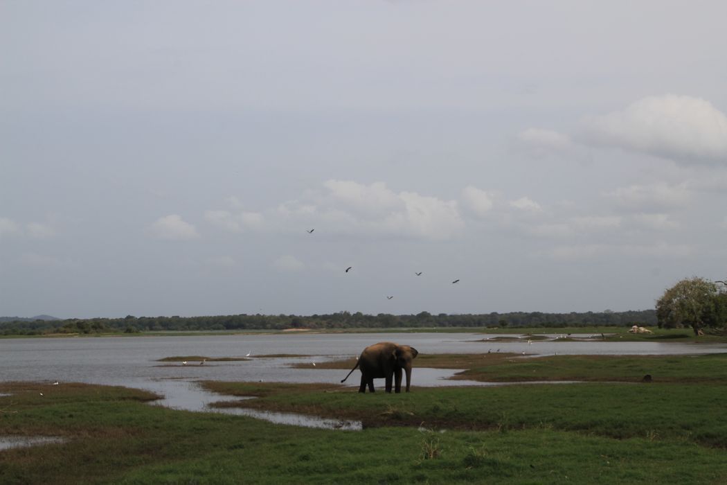 safari en minneriya safari en minneriya