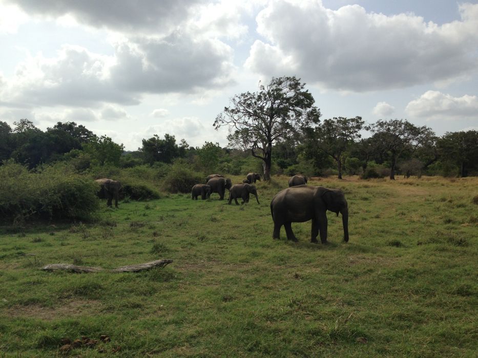 safari en minneriya safari en minneriya