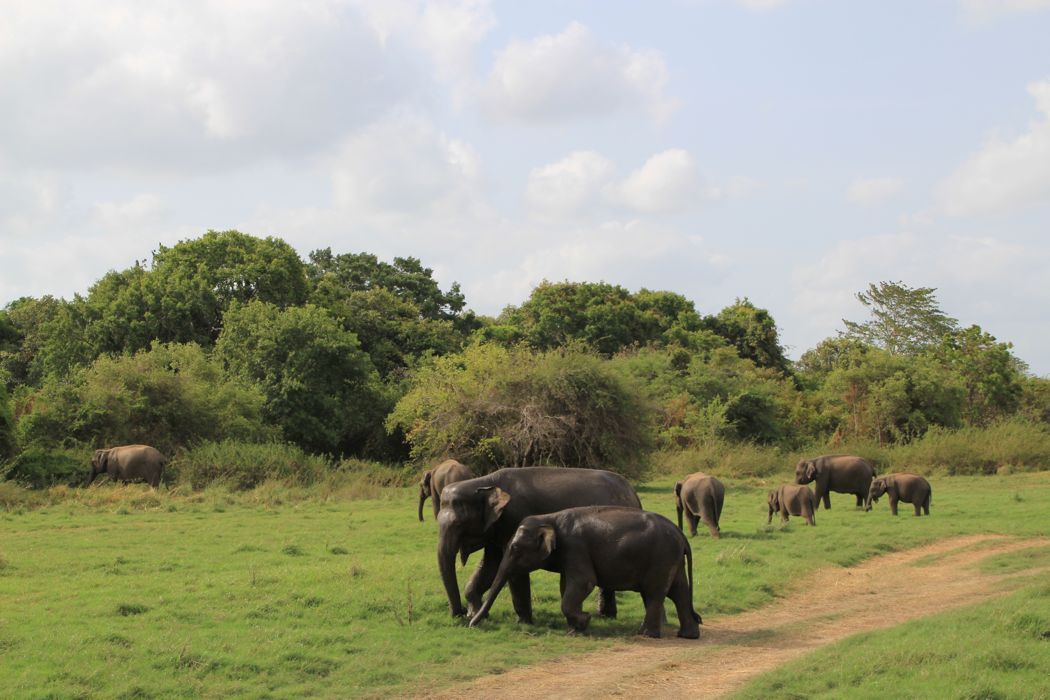 safari en minneriya safari en minneriya