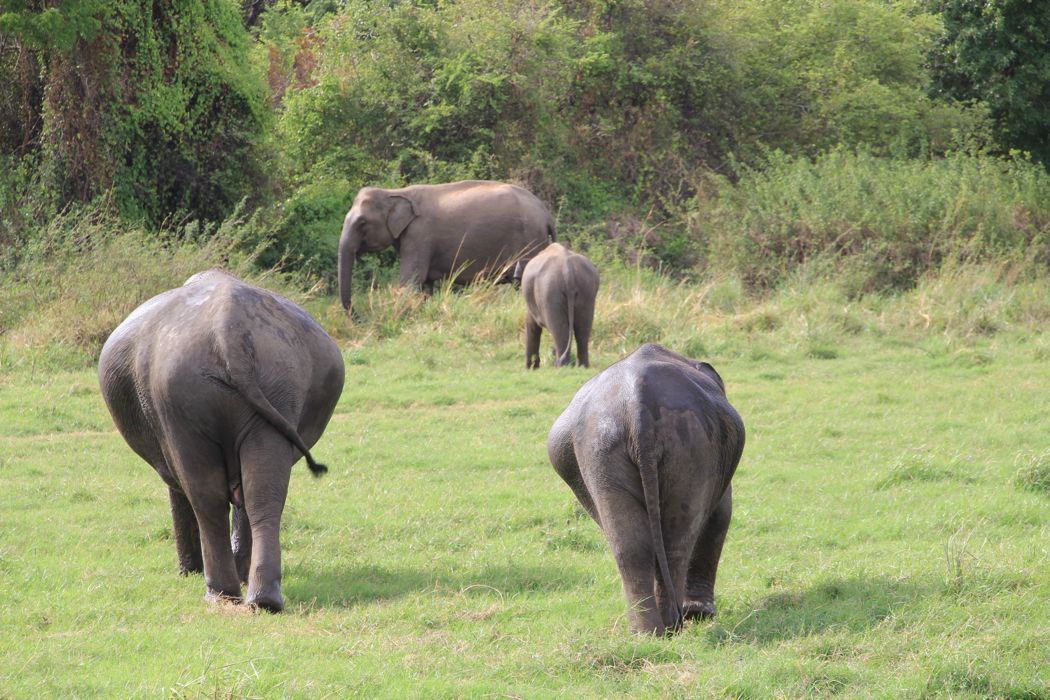 safari en minneriya safari en minneriya