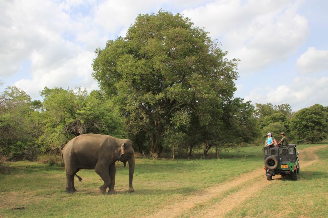 safari en minneriya safari en minneriya