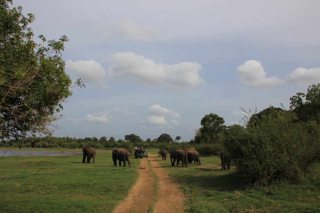 safari en minneriya safari en minneriya