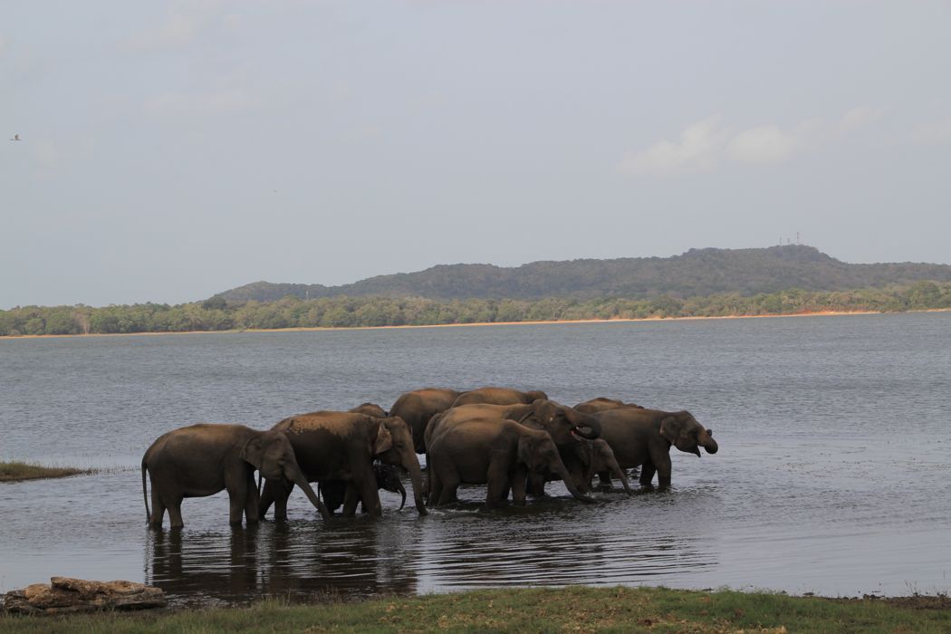 safari en minneriya safari en minneriya