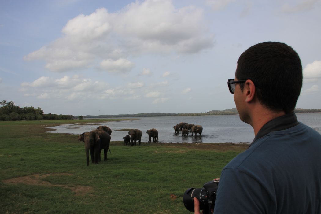 safari en minneriya safari en minneriya