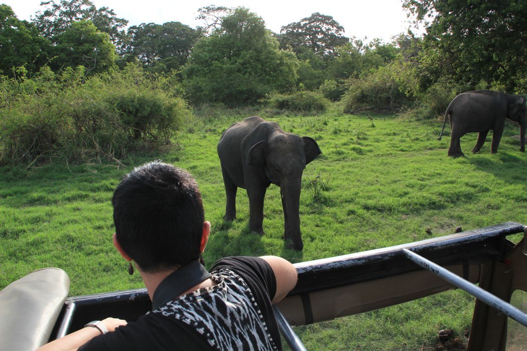 safari en minneriya safari en minneriya