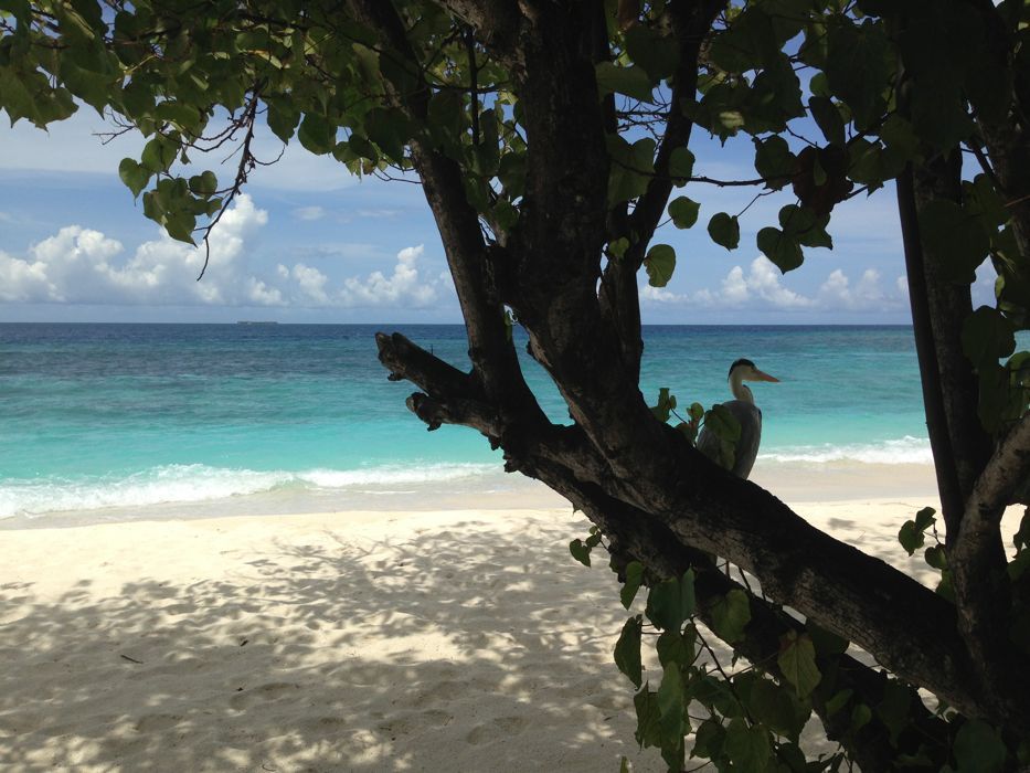 beach bungalow en diamonds thudufushi beach bungalow en diamonds thudufushi