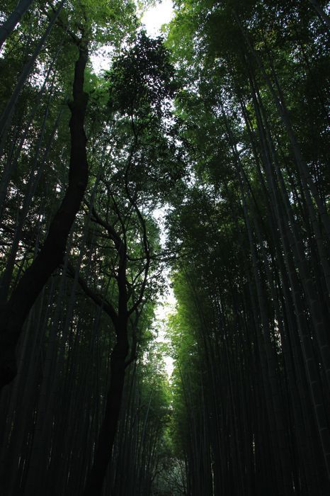 bosque de bambu de arashiyama bosque de bambu de arashiyama