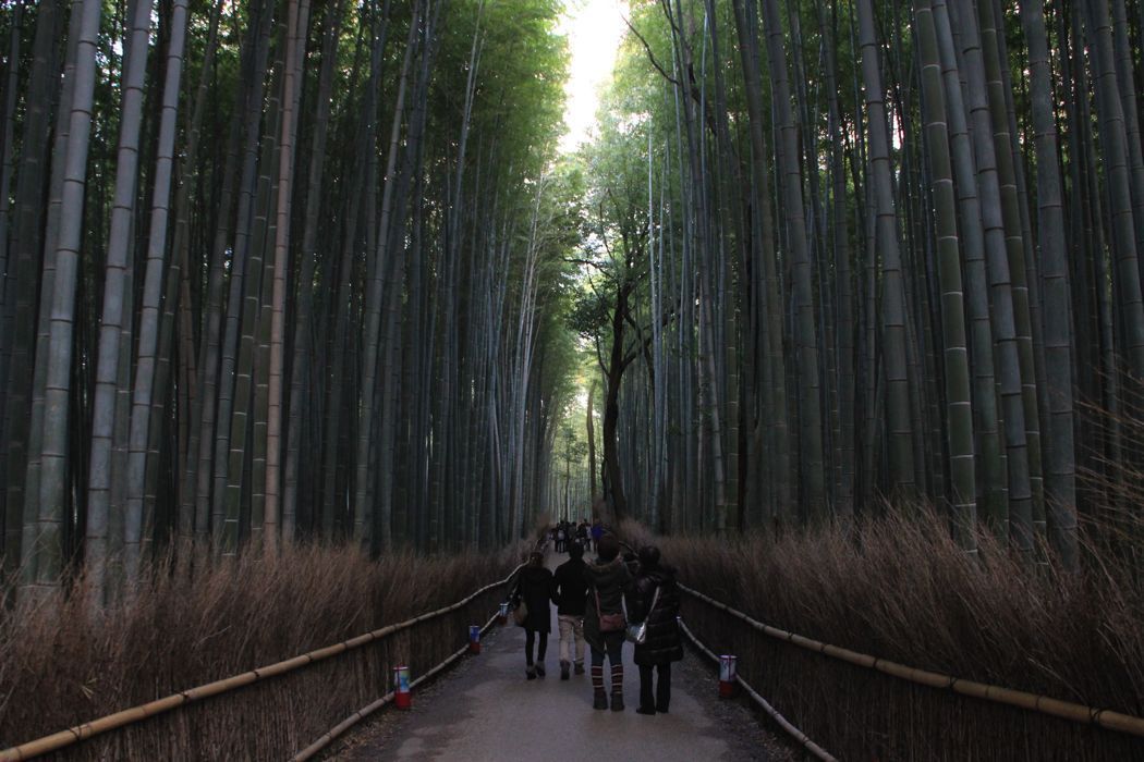 bosque de bambu de arashiyama bosque de bambu de arashiyama