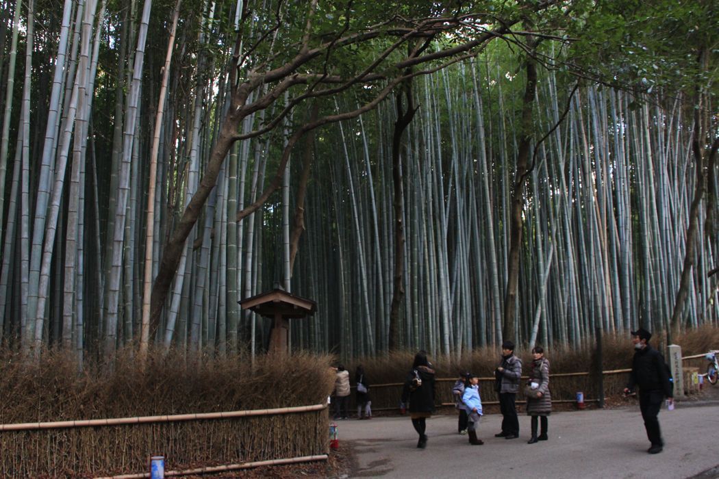 bosque de bambu de arashiyama bosque de bambu de arashiyama