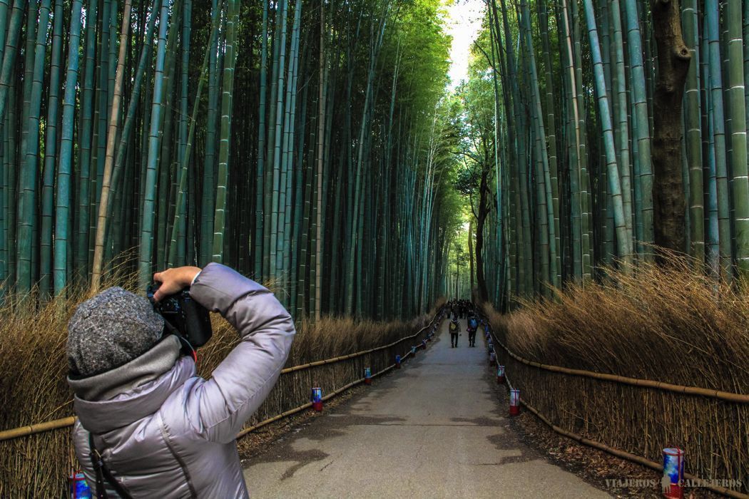 bosque de bambu de arashiyama bosque de bambu de arashiyama