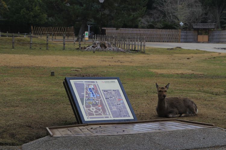 nara