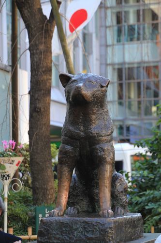 shibuya shibuya