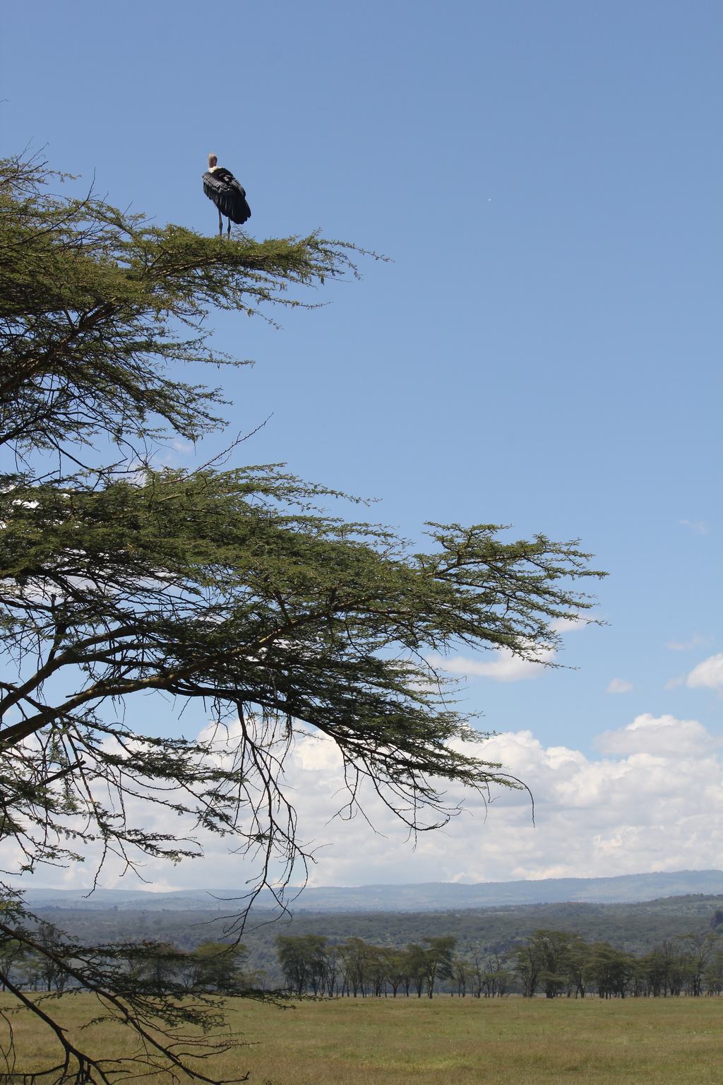 lago nakuru en Kenia lago nakuru en Kenia