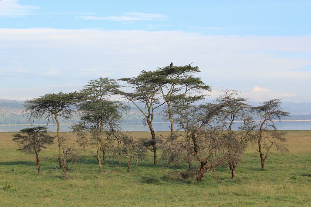 lago nakuru en Kenia lago nakuru en Kenia