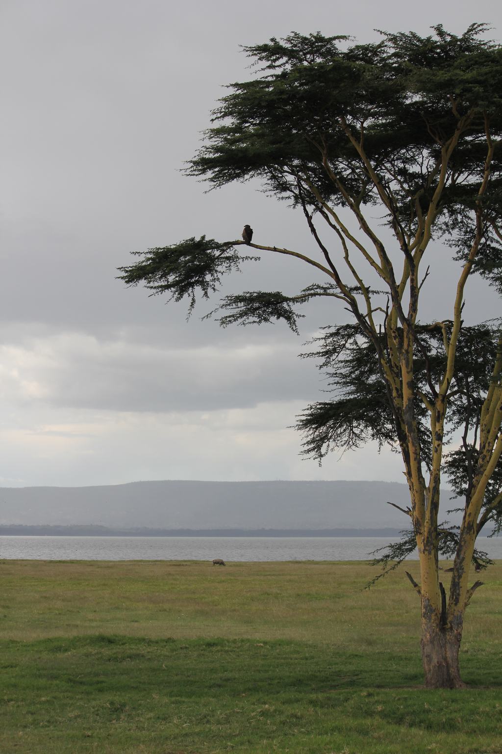 lago nakuru en Kenia lago nakuru en Kenia
