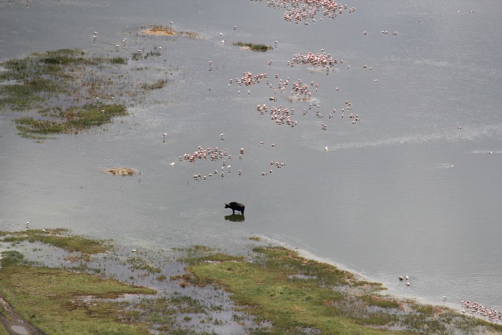 lago nakuru en Kenia lago nakuru en Kenia