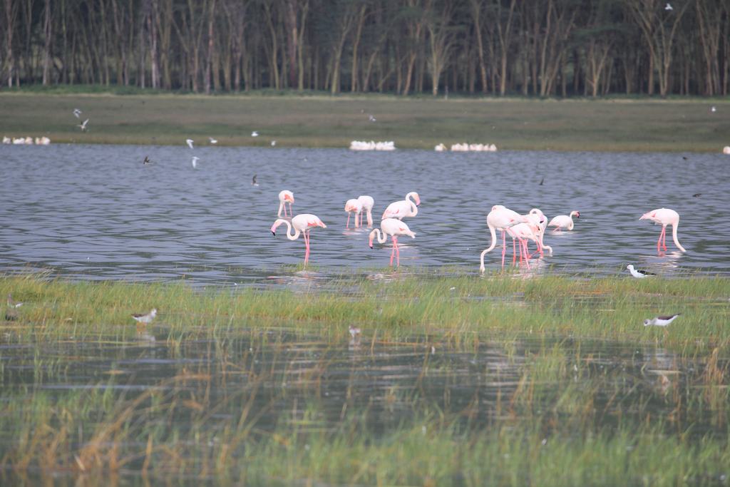 lago nakuru en Kenia lago nakuru en Kenia