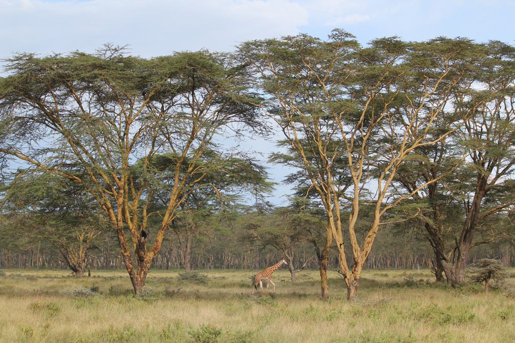 lago nakuru en Kenia lago nakuru en Kenia