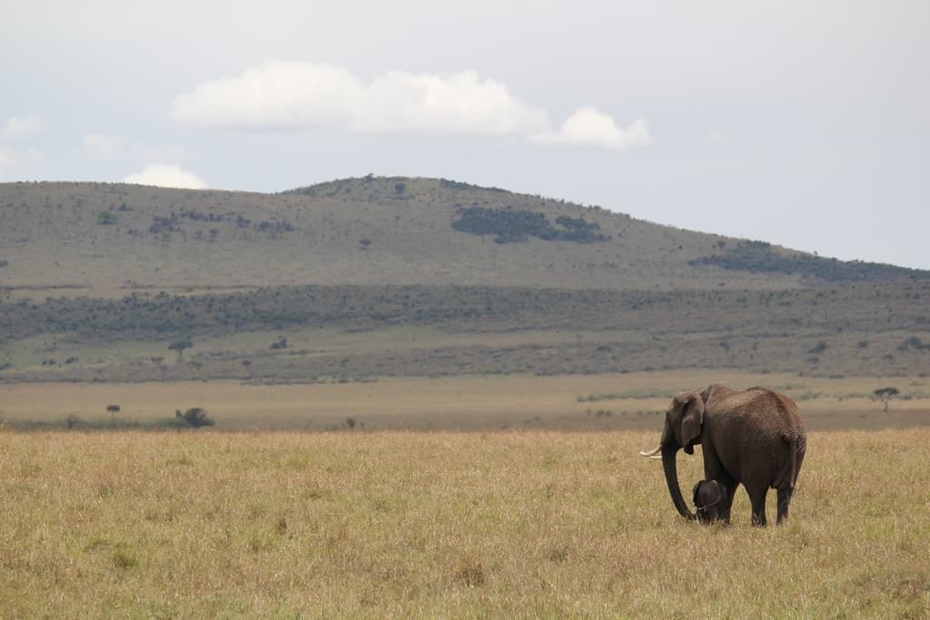 masai mara en kenia masai mara en kenia