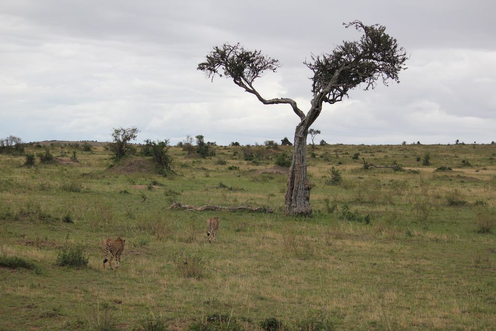 masai mara en kenia masai mara en kenia