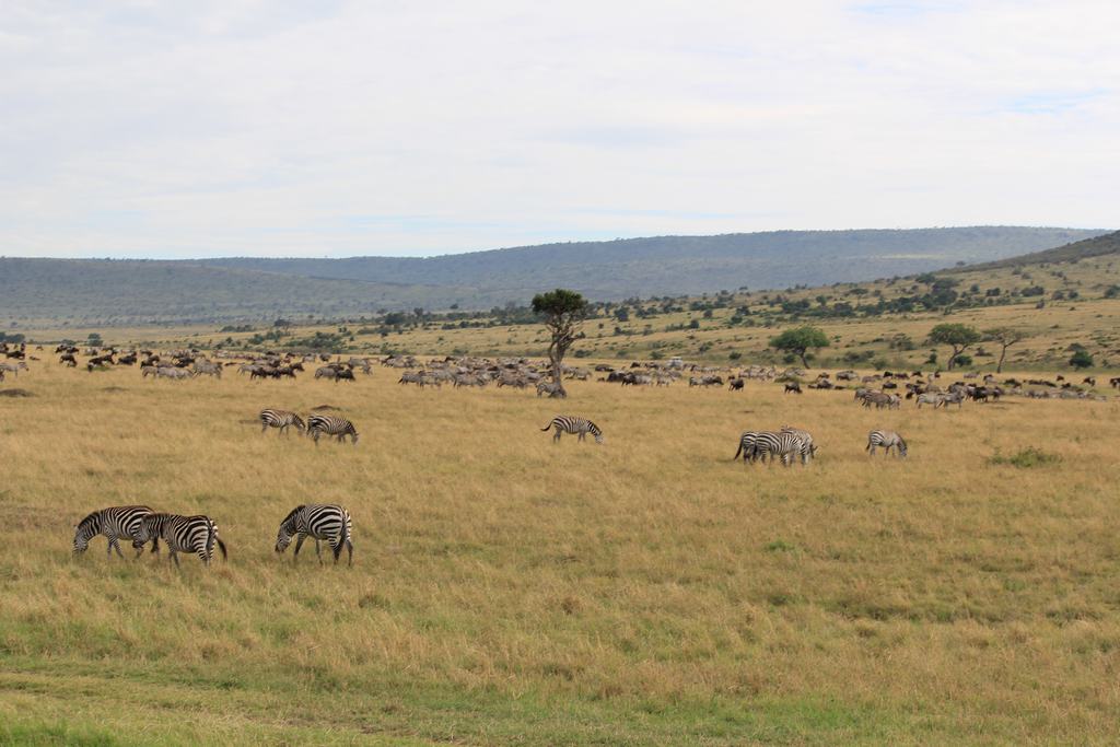 masai mara en kenia masai mara en kenia