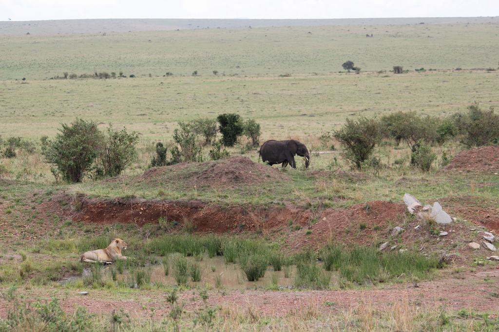 masai mara en kenia masai mara en kenia