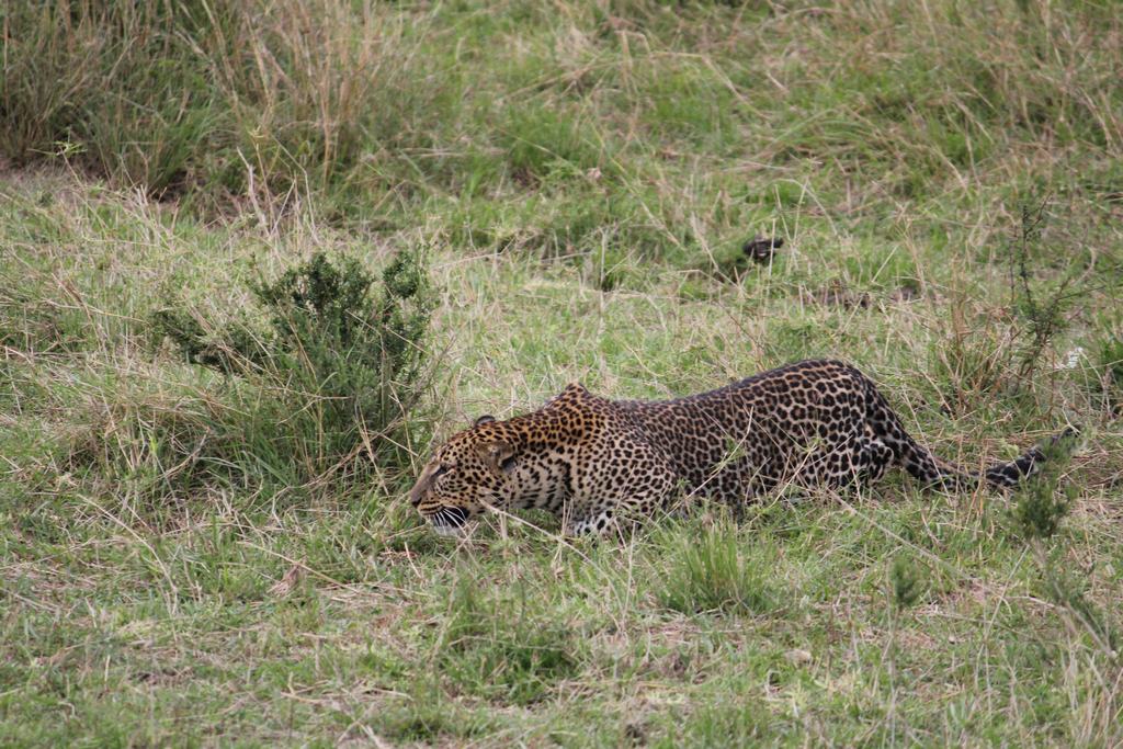 masai mara en kenia masai mara en kenia