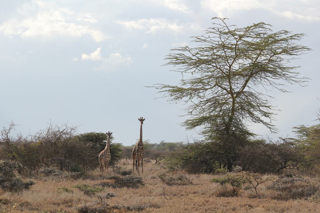parque nacional masai mara en kenia parque nacional masai mara en kenia