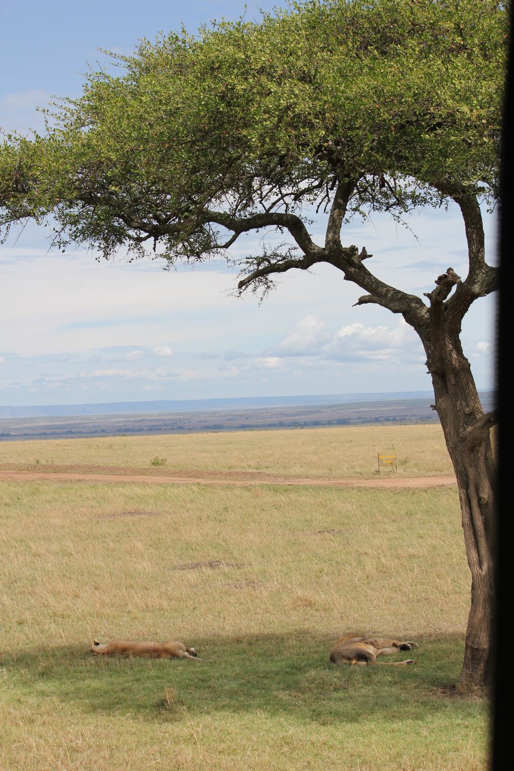 masai mara en kenia masai mara en kenia