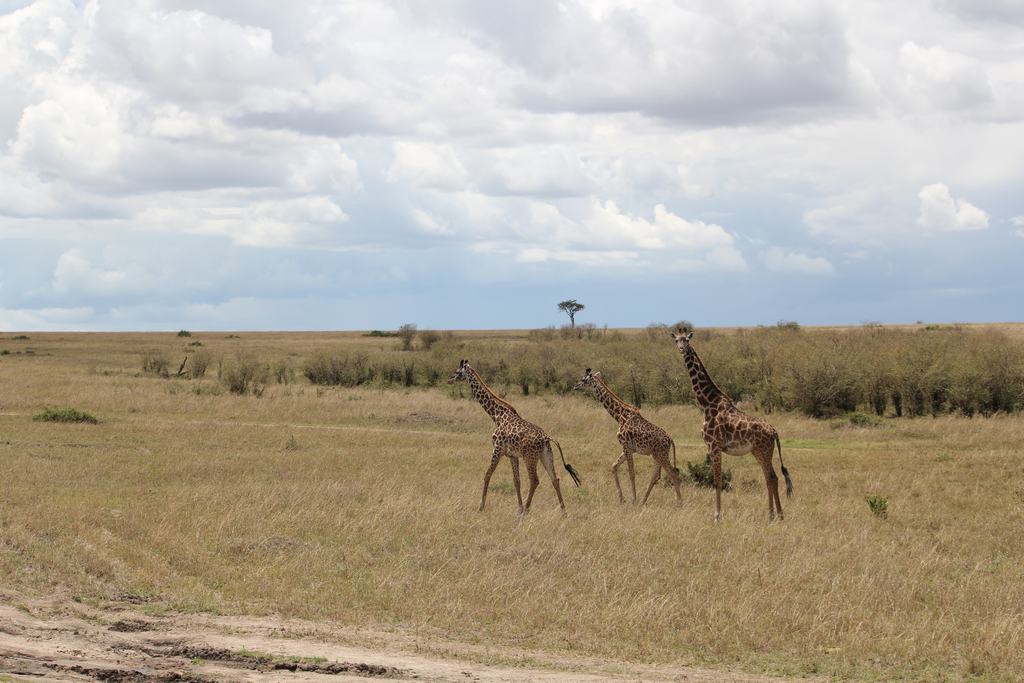 masai mara en kenia masai mara en kenia