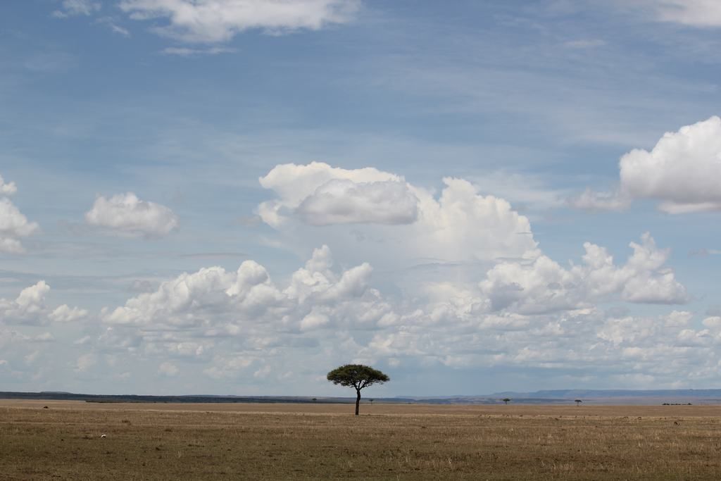 masai mara en kenia masai mara en kenia