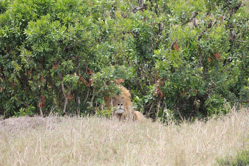 masai mara en kenia masai mara en kenia