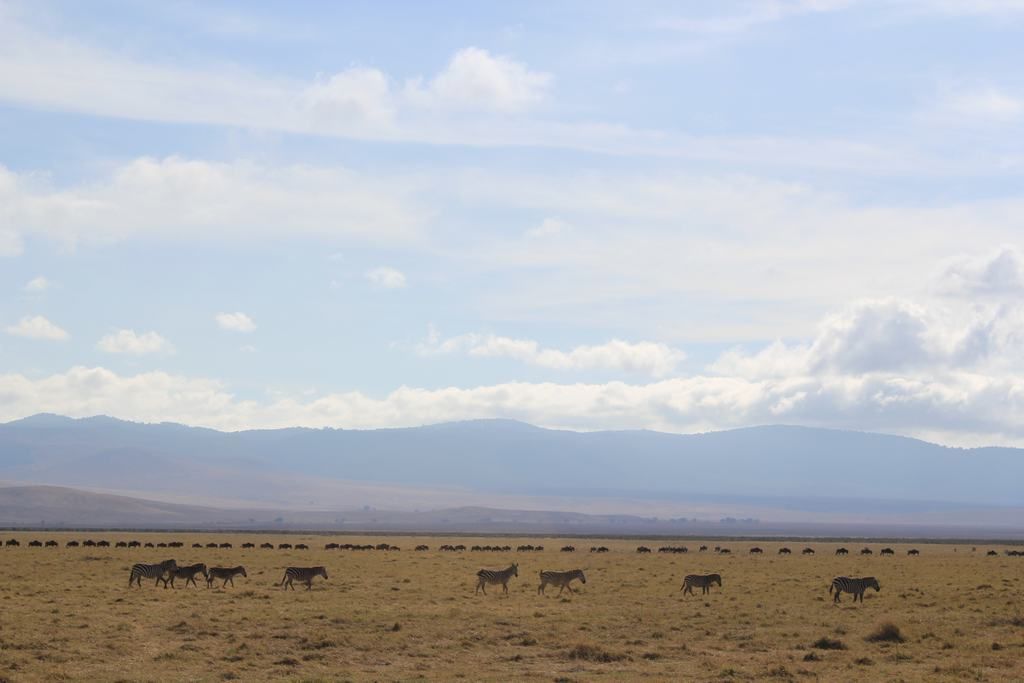 cráter del ngorongoro en un safari en africa