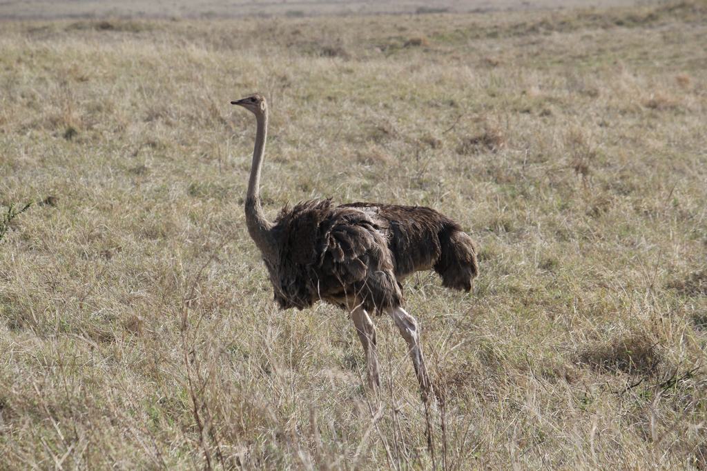 cráter del ngorongoro en un safari en africa