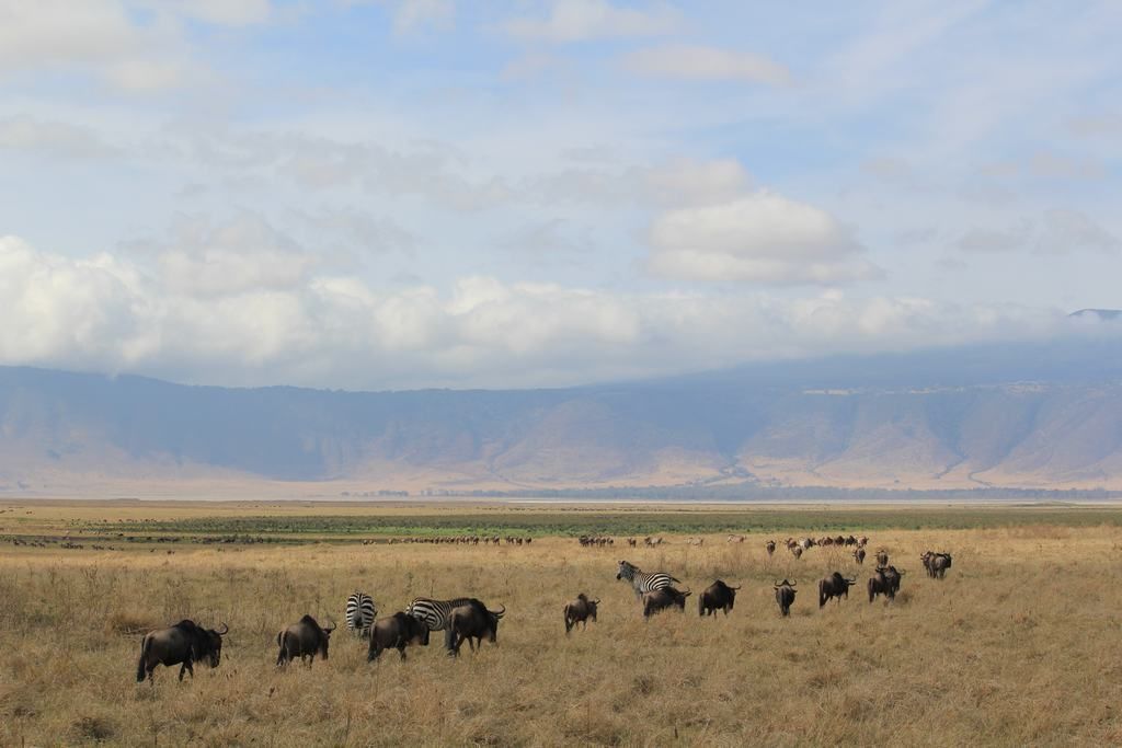 cráter del ngorongoro en un safari en africa