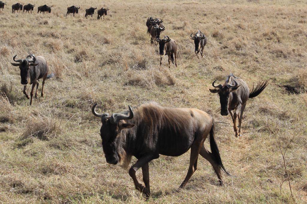 cráter del ngorongoro en un safari en africa