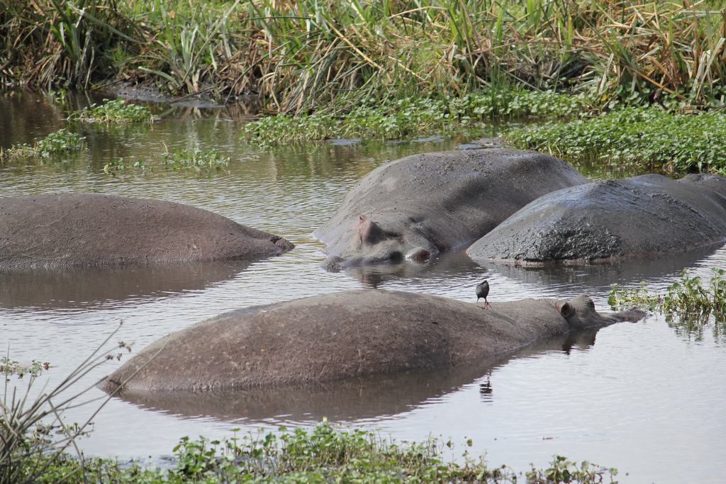 cráter del ngorongoro en un safari en africa
