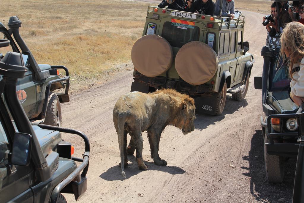 cráter del ngorongoro en un safari en africa