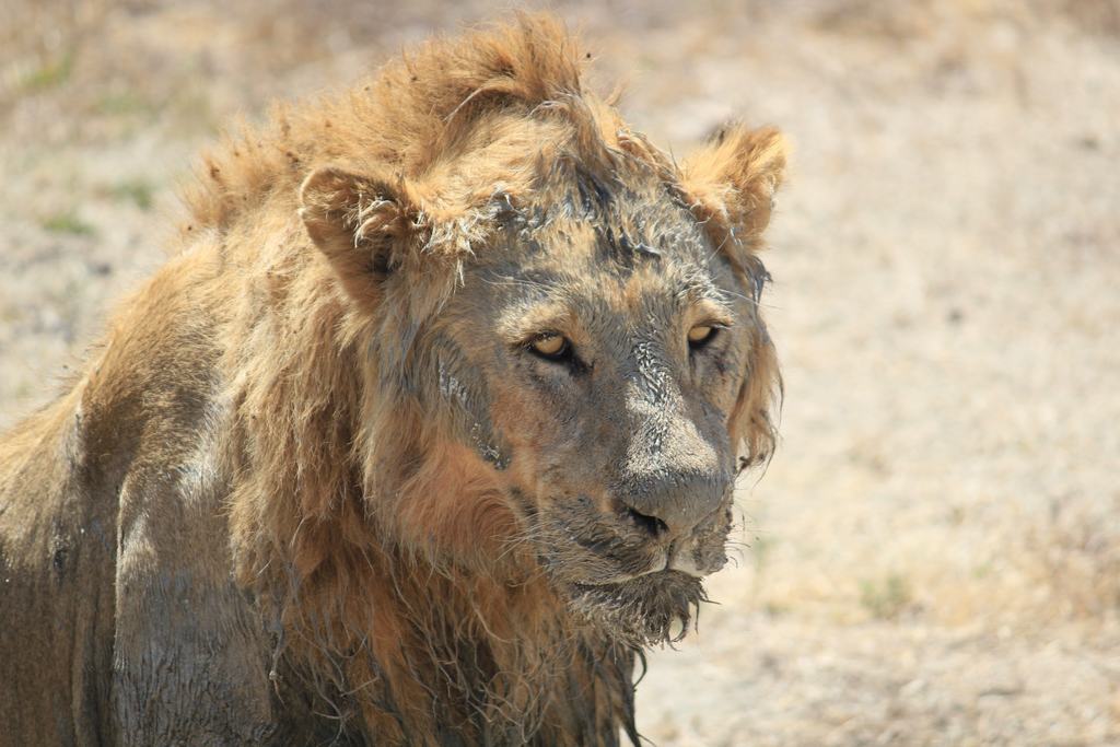 cráter del ngorongoro en un safari en africa