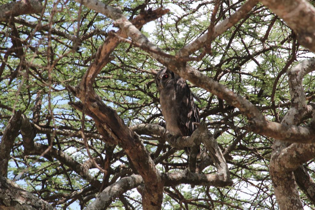 safari en el serengeti en tanzania safari en el serengeti en tanzania