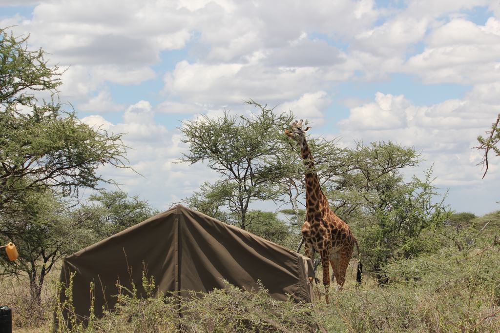 parque nacional serengeti en tanzania parque nacional serengeti en tanzania