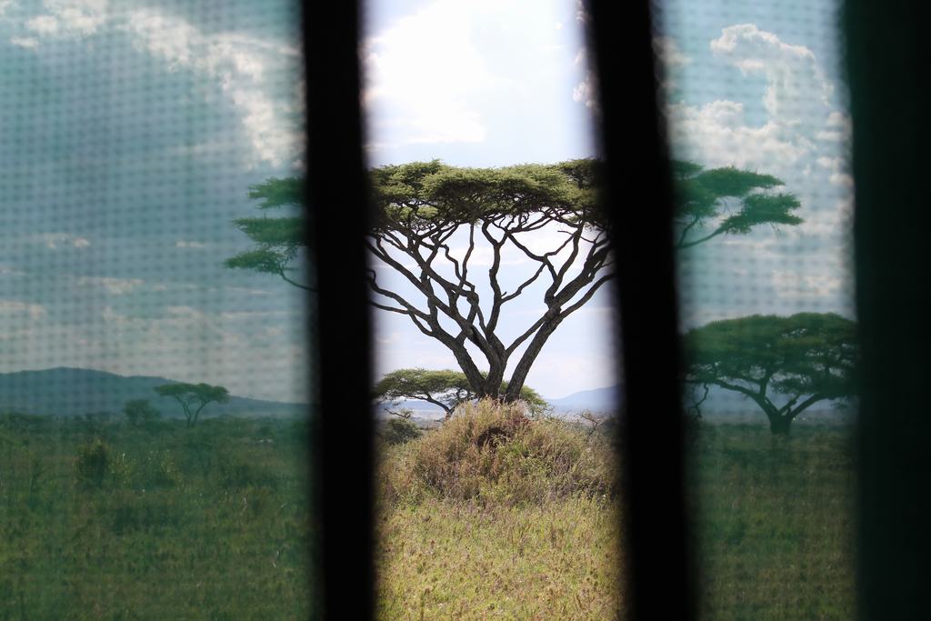 parque nacional serengeti en tanzania parque nacional serengeti en tanzania