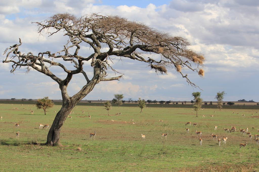 safari en el serengeti en tanzania safari en el serengeti en tanzania