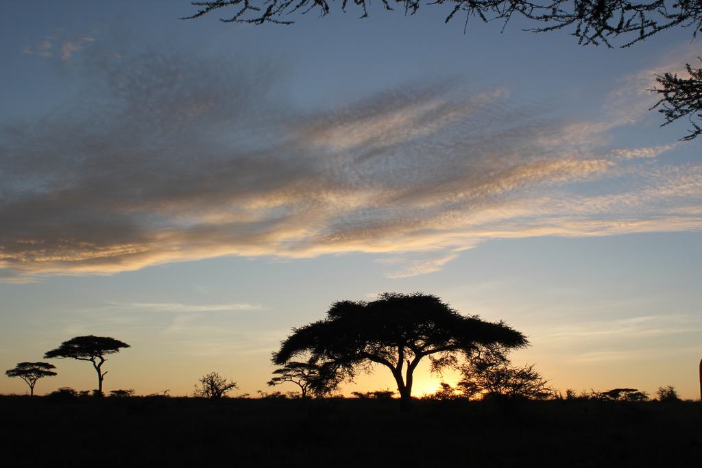 parque nacional serengeti en tanzania parque nacional serengeti en tanzania
