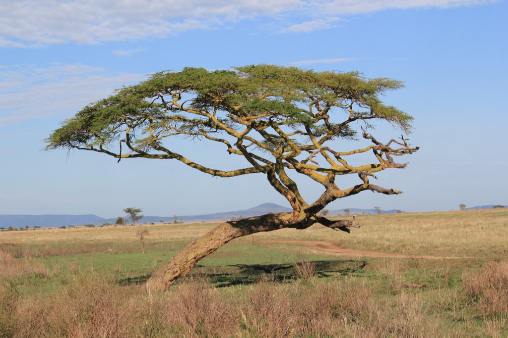 safari en el serengeti en tanzania safari en el serengeti en tanzania