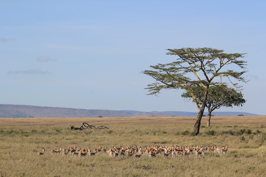 el serengueti en safari en tanzania el serengueti en un safari en tanzania