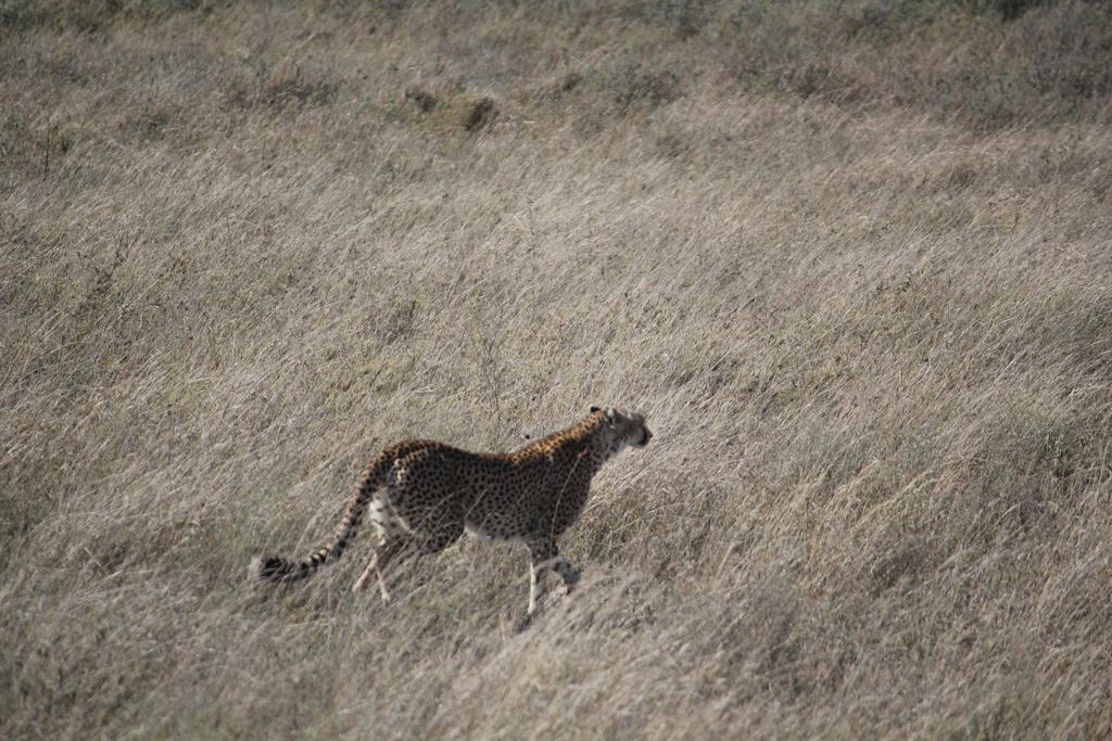 el serengueti en safari en tanzania el serengueti en un safari en tanzania